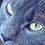 illogicalcat